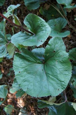 Ligularia dentata 'Britt-Marie Crawford' (PP 16113) (Britt-marie Crawford Big-leaved Goldenray), leaf, fall