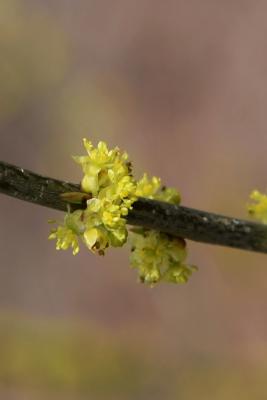Lindera benzoin var. pubescens (Spicebush), flower, full