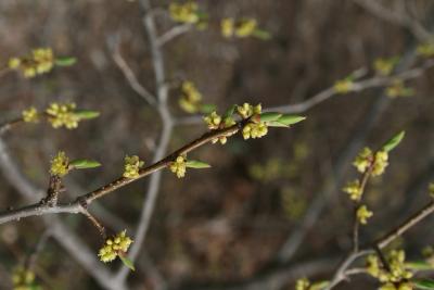 Lindera benzoin var. pubescens (Spicebush), inflorescence
