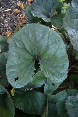 Ligularia dentata 'Britt-Marie Crawford' (PP 16113) (Britt-marie Crawford Big-leaved Goldenray), leaf, upper surface