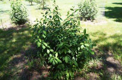 Lindera benzoin (Spicebush), habit, summer