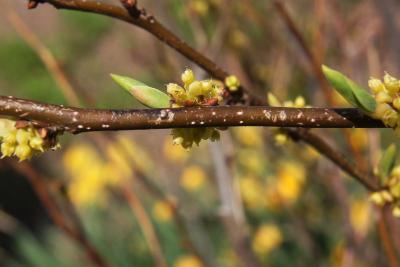 Lindera benzoin (Spicebush), bark, twig
