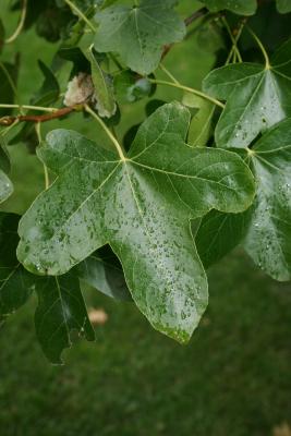 Liquidambar styraciflua 'Rotundiloba' (fruitless sweetgum), leaf, upper surface