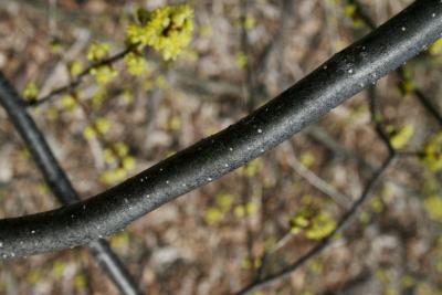 Lindera benzoin (Spicebush), bark, branch