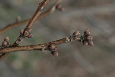 Lindera benzoin (Spicebush), bud, flower
