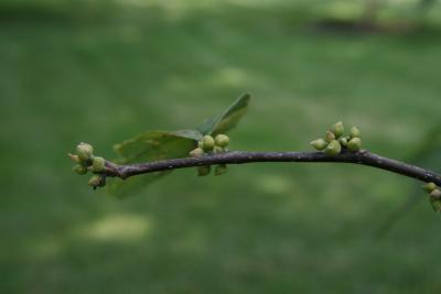 Lindera benzoin (Spicebush), bud, flower