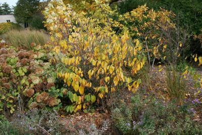 Lindera benzoin (Spicebush), habit, fall