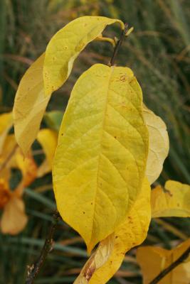 Lindera benzoin (Spicebush), leaf, fall