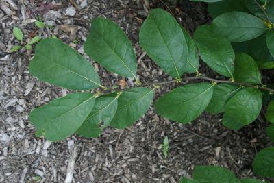 Lindera benzoin (Spicebush), leaf, summer
