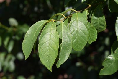 Lindera benzoin var. pubescens (Spicebush), leaf, summer