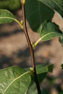 Lindera benzoin (Spicebush), bark, twig