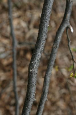 Lindera benzoin (Spicebush), bark, branch