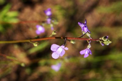 Nuttallanthus canadensis (Blue Toadflax), inflorescence
