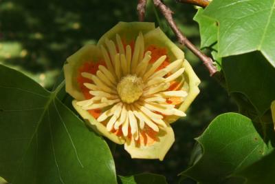 Liriodendron tulipifera (Tuliptree), flower, throat