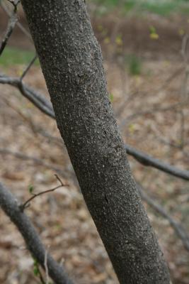 Lindera benzoin (Spicebush), bark, trunk