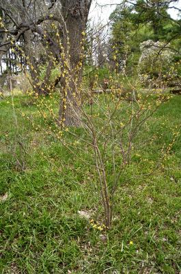 Lindera benzoin (Spicebush), habit, spring