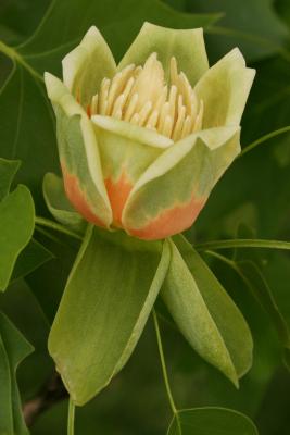 Liriodendron tulipifera (Tuliptree), flower, full