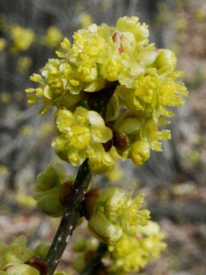 Lindera benzoin (Spicebush), flower, full