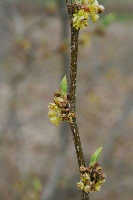 Lindera benzoin (Spicebush), inflorescence