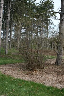 Lindera benzoin var. pubescens (Spicebush), habit, spring