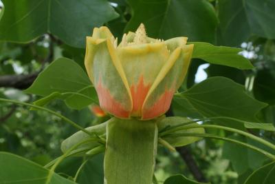 Liriodendron tulipifera (Tuliptree), flower, side