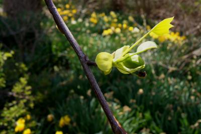 Liriodendron tulipifera (Tuliptree), leaf, spring