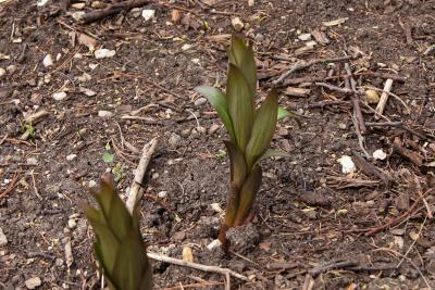 Lilium 'Muscadet' (Muscadet Lily), habit, spring