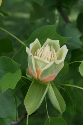 Liriodendron tulipifera (Tuliptree), flower, full