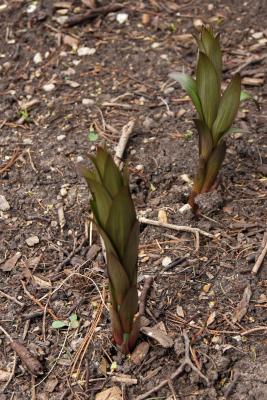 Lilium 'Muscadet' (Muscadet Lily), habit, spring