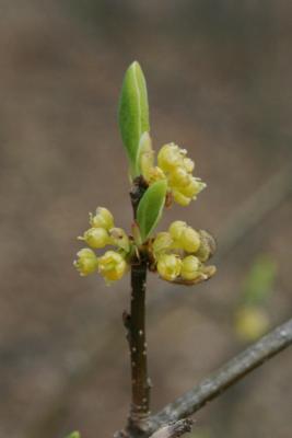 Lindera benzoin (Spicebush), leaf, spring