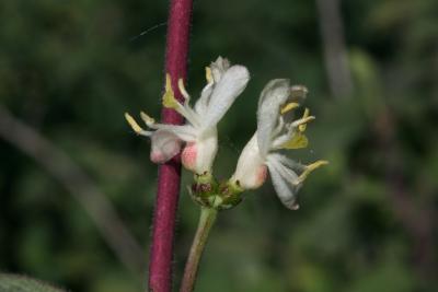 Lonicera ×xylosteoides 'Clavey's Dwarf' (Clavey's Dwarf Honeysuckle), flower, side