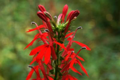 Lobelia cardinalis (Cardinal Flower), flower, full