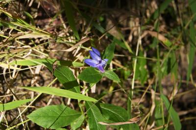 Lobelia siphilitica (Great Blue Lobelia), flower, throat