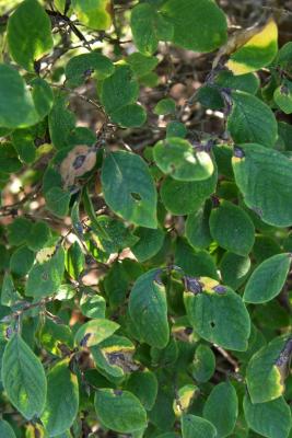 Lonicera ×xylosteoides 'Clavey's Dwarf' (Clavey's Dwarf Honeysuckle), leaf, fall