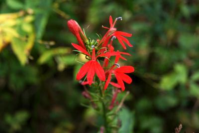 Lobelia cardinalis (Cardinal Flower), flower, throat