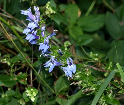 Lobelia siphilitica (Great Blue Lobelia), flower, full