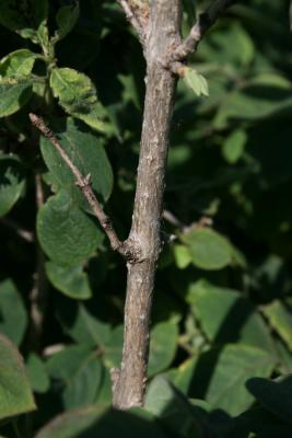 Lonicera ×xylosteoides 'Clavey's Dwarf' (Clavey's Dwarf Honeysuckle), bark, branch