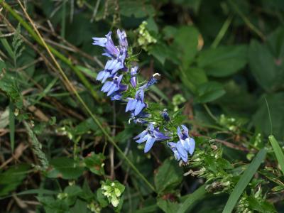 Lobelia siphilitica (Great Blue Lobelia), flower, full