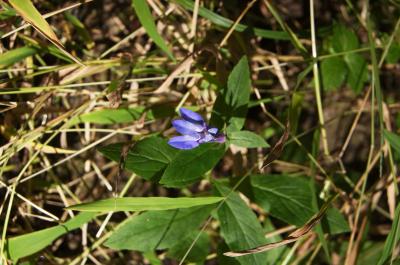 Lobelia siphilitica (Great Blue Lobelia), flower, throat