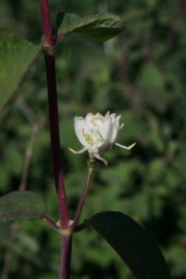 Lonicera ×xylosteoides 'Clavey's Dwarf' (Clavey's Dwarf Honeysuckle), flower, full