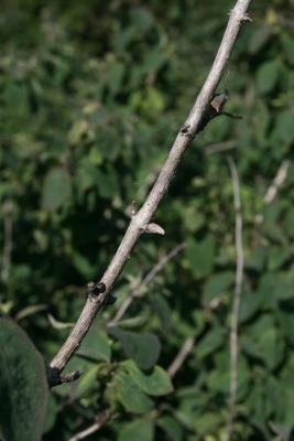 Lonicera ×xylosteoides 'Clavey's Dwarf' (Clavey's Dwarf Honeysuckle), bark, twig