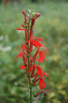 Lobelia cardinalis (Cardinal Flower), flower, side