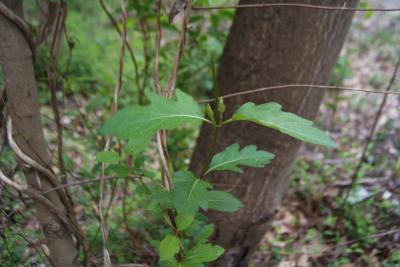 Lonicera japonica (Japanese Honeysuckle), leaf, spring