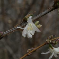 Lonicera fragrantissima (Winter Honeysuckle), flower, throat