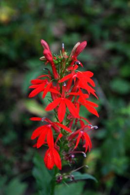Lobelia cardinalis (Cardinal Flower), inflorescence