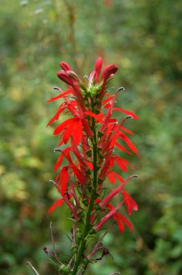 Lobelia cardinalis (Cardinal Flower), flower, side