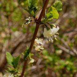 Lonicera fragrantissima (Winter Honeysuckle), flower, side