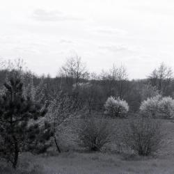 Trees in bloom in open area, looking over Chinese Group