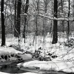 Winter scene, stream winding through snow-covered woods