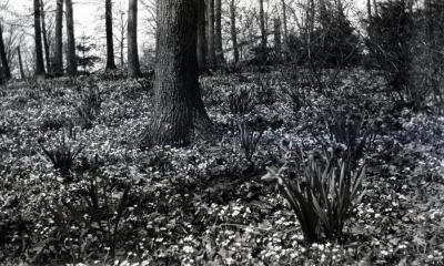 Narcissus naturalized, daffodils in wooded area